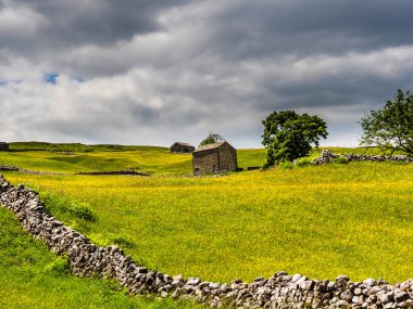 Ahır, kuru taş duvarlar ve bulutlu gökyüzü olan bir çayırda düğün çiçekleri. Bir yaz günü. Yockenthwaite. Yorkshire Dales Ulusal Parkı.        