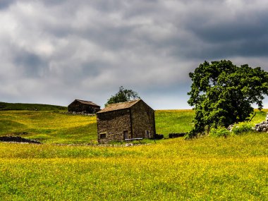 Ahır, kuru taş duvarlar ve bulutlu gökyüzü olan bir çayırda düğün çiçekleri. Bir yaz günü. Yockenthwaite. Yorkshire Dales Ulusal Parkı.        