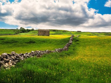 Ahır, kuru taş duvarlar ve bulutlu gökyüzü olan bir çayırda düğün çiçekleri. Bir yaz günü. Yockenthwaite. Yorkshire Dales Ulusal Parkı.        