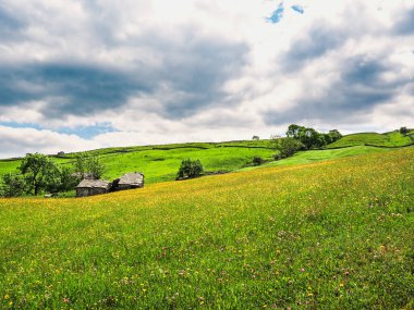 Ahır, kuru taş duvarlar ve bulutlu gökyüzü olan bir çayırda düğün çiçekleri. Bir yaz günü. Yockenthwaite. Yorkshire Dales Ulusal Parkı.        