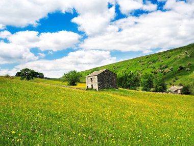 Ahır, kuru taş duvarlar ve bulutlu gökyüzü olan bir çayırda düğün çiçekleri. Bir yaz günü. Yockenthwaite. Yorkshire Dales Ulusal Parkı.        