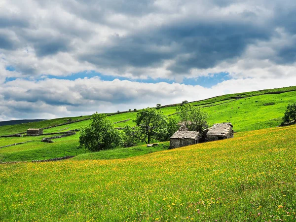 Ahır, kuru taş duvarlar ve bulutlu gökyüzü olan bir çayırda düğün çiçekleri. Bir yaz günü. Yockenthwaite. Yorkshire Dales Ulusal Parkı.        