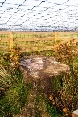 Northumberland 'daki Hadrian Duvarı' ndaki Sycamore Gap 'teki Sycamore Tree' nin kalıntıları. Yasa dışı bir şekilde kesilen bu kütük, sonunda vurulmaya başlıyor.