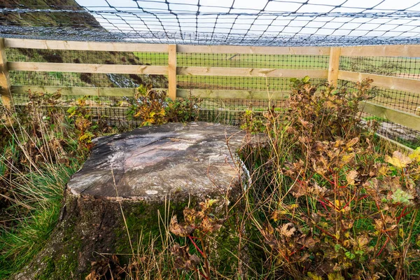 Northumberland 'daki Hadrian Duvarı' ndaki Sycamore Gap 'teki Sycamore Tree' nin kalıntıları. Yasa dışı bir şekilde kesilen bu kütük, sonunda vurulmaya başlıyor.