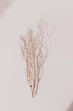 Pastel pembe arka planda kuru dallar sonbahar havasında. düz yatış, üst görünüm