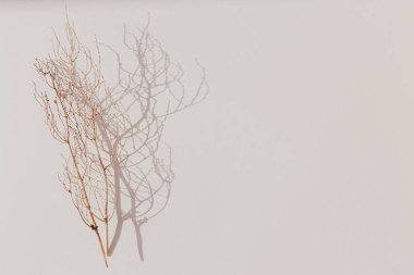 Pastel pembe arka planda kuru dallar sonbahar havasında. düz yatış, üst görünüm