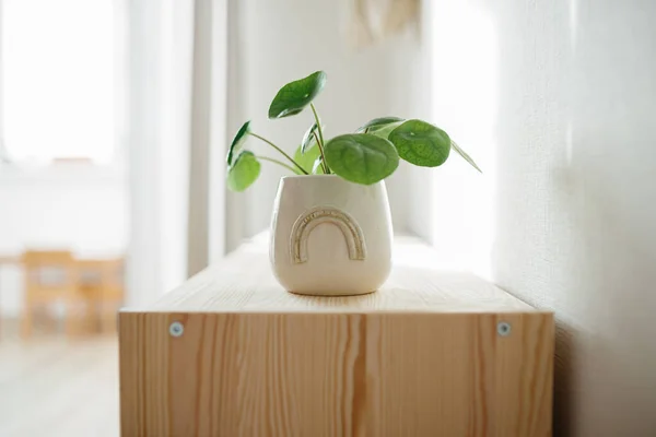 Pilea Peperomioides Known Pilea Chinese Money Plant Ceramic Flowerpot Rainbow — Stock Photo, Image