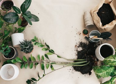 Bahçıvanlık aletleri, çok farklı türde ev bitkileri, buruşuk el işi kağıdında fotokopi alanı olan beyaz saksılar. Çiçek yetiştirme