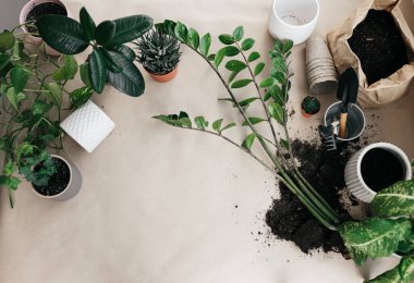 Bahçıvanlık aletleri, çok farklı türde ev bitkileri, buruşuk el işi kağıdında fotokopi alanı olan beyaz saksılar. Çiçek yetiştirme