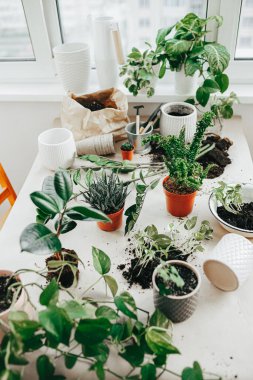 Bahçıvanlık aletleri, masada yeniden ekilmeye hazır bir sürü farklı bitki çeşidi. Çiçek yetiştirme