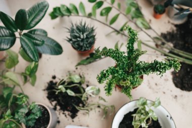 Farklı türde ev bitkileri seçici odak noktaları, buruşuk el sanatları kağıdında fotokopi alanı olan beyaz saksılar. Çiçek yetiştirme