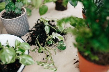 Farklı türde ev bitkileri seçici odak noktaları, buruşuk el sanatları kağıdında fotokopi alanı olan beyaz saksılar. Çiçek yetiştirme