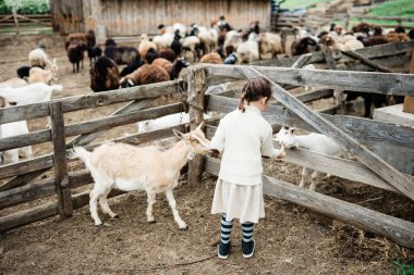 Küçük kız çiftlikte keçileri besliyor..