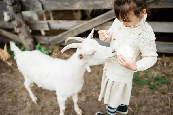 Küçük kız çiftlikte keçileri besliyor.. — Stok fotoğraf