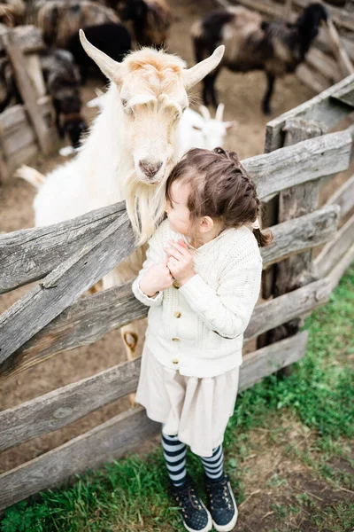 Petite fille nourrissant des chèvres à la ferme. — Photo