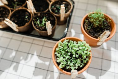 Saksılara ekilmiş bitkiler..