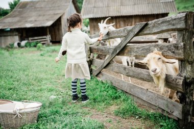 Küçük kız çiftlikte keçileri besliyor..