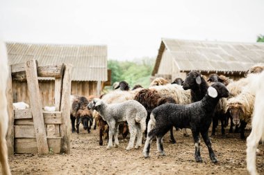 Çiftlikteki koyunlar. Kırsal kesimde hayat