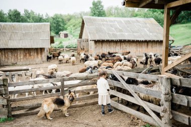 Küçük kız çiftlikte keçileri besliyor..