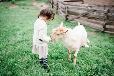 Küçük kız çiftlikte keçileri besliyor..