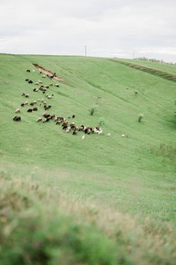 Tepede koyunlar ve keçiler, tarım arazileri.