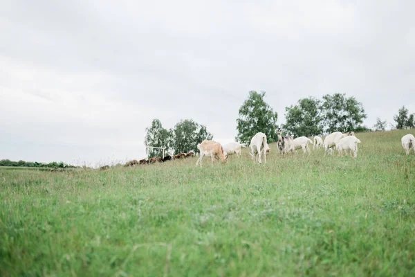 Sheeps and goats on the hill, farmland. — Stock Photo, Image