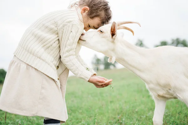 Menina alimentando cabras na fazenda. — Fotografia de Stock