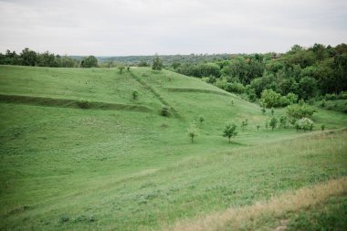 Yazın yeşil tepeler ve kır çiçekleri.