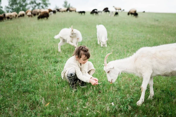 Niña alimentando cabras en la granja. —  Fotos de Stock