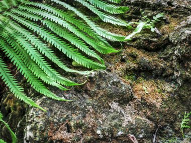 Kayadaki Yeşil Bitki 'nin Arkaplanı