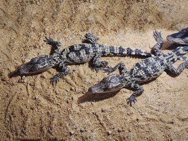 Kum üzerindeki Genç Küçük Timsahların Yüksek Açı Görünümü