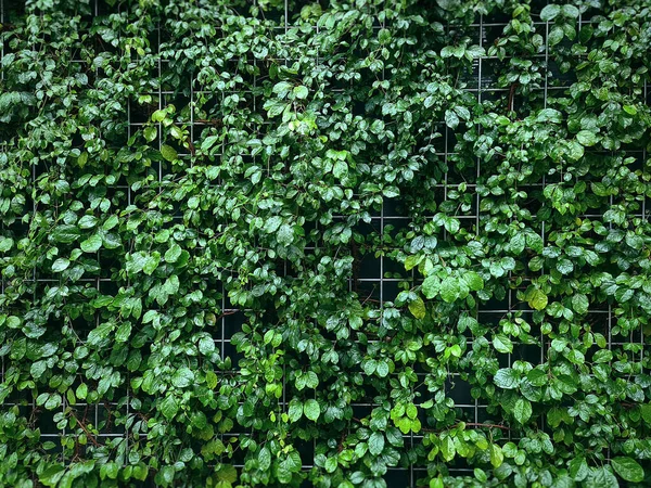 Fondo Marco Completo Plantas Escalada Verde Húmedo Pared Malla Alambre — Foto de Stock