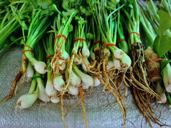 Close-up Roots of Bunch of Fresh Corianders for Sale