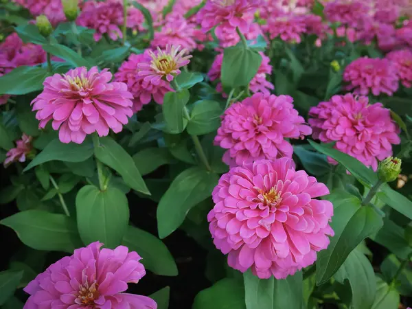 Close Pink Flower Petals Field Selective Focus — Stock Photo, Image
