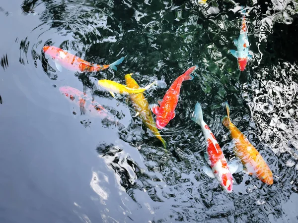 池の鯉魚の高角度ビュー — ストック写真