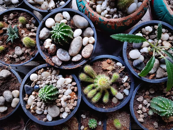 Vista Ángulo Alto Varios Tipos Plantas Suculentas Macetas Pequeñas — Foto de Stock