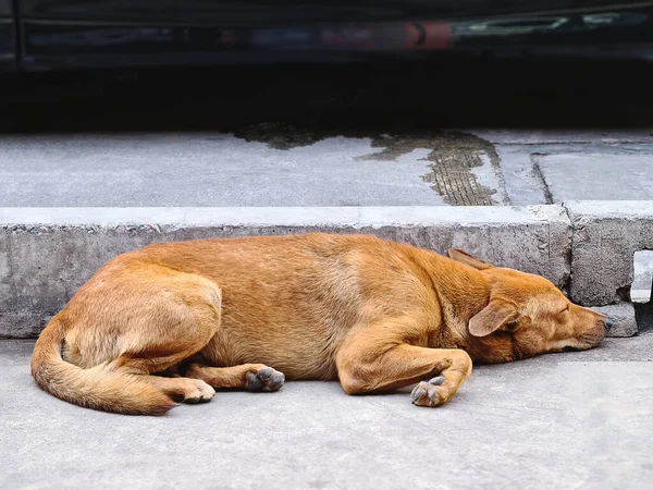 Μοναχικό Καφέ Αδέσποτο Σκυλί Κοιμάται Στο Πάτωμα — Φωτογραφία Αρχείου