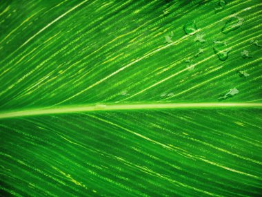 Yağmur Damlacıklarıyla Yaprak Dokusunun Tam Çerçeve Arkaplanı