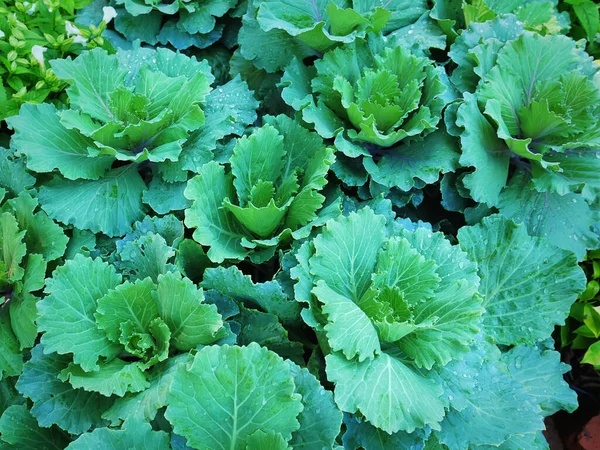Повний Каркас Свіжих Зелених Овочів Краплями Дощу Листках — стокове фото