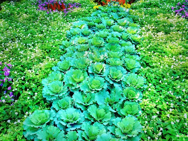 Volledige Kaderachtergrond Van Verse Groene Groenten Met Regendruppels Bladeren — Stockfoto