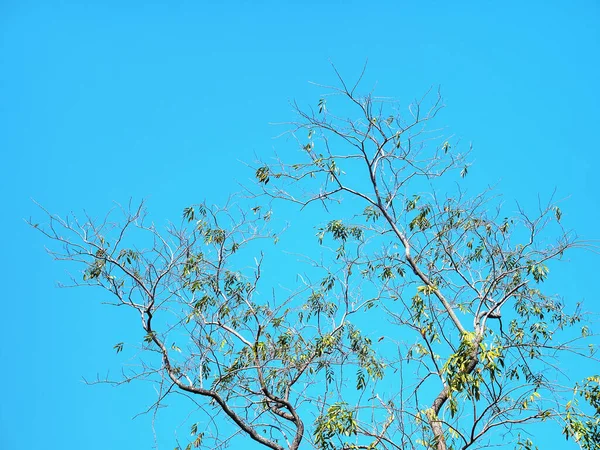 Vista Ângulo Baixo Árvore Com Algumas Folhas Contra Céu Azul — Fotografia de Stock