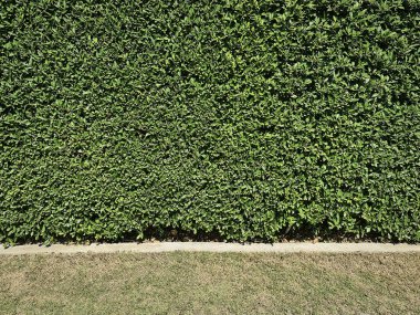 Yeşil Santral Duvarı ve Çimlerin Tam Çerçeve Arkaplanı