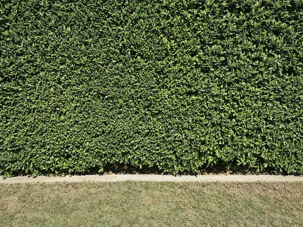 Pełne Tło Ramki Green Plant Wall Trawy — Zdjęcie stockowe