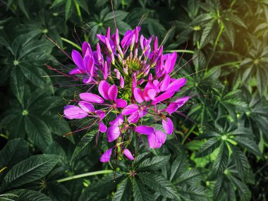 Pembe Çiçekli Bitki ve Arı Taze Yeşil Yapraklara Karşı