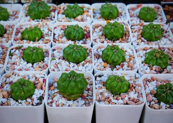 Grupo Pequeñas Plantas Suculentas Maceta Con Piedras Grava Marrón Blanco — Foto de Stock