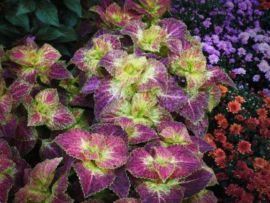 Canlı Çok Renkli Bitki ve Çiçeklerin Çeşitli Türlerinin Tam Çerçeve Arkaplanı