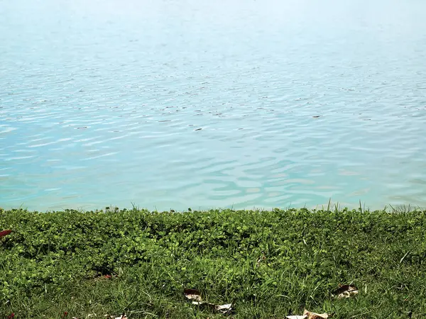 池塘边绿草草坪的背景 — 图库照片