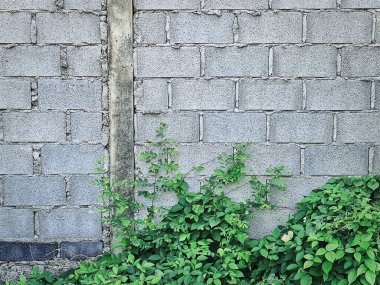 Çimento Duvarına Karşı Yeşil Tırmanma Tesisleri