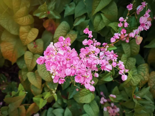 Close Bunch Van Roze Bloemen Tegen Groene Bladeren — Stockfoto