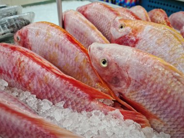Taze Kırmızı Nil Tilapia Buzu Yığını İçinde Balıklar